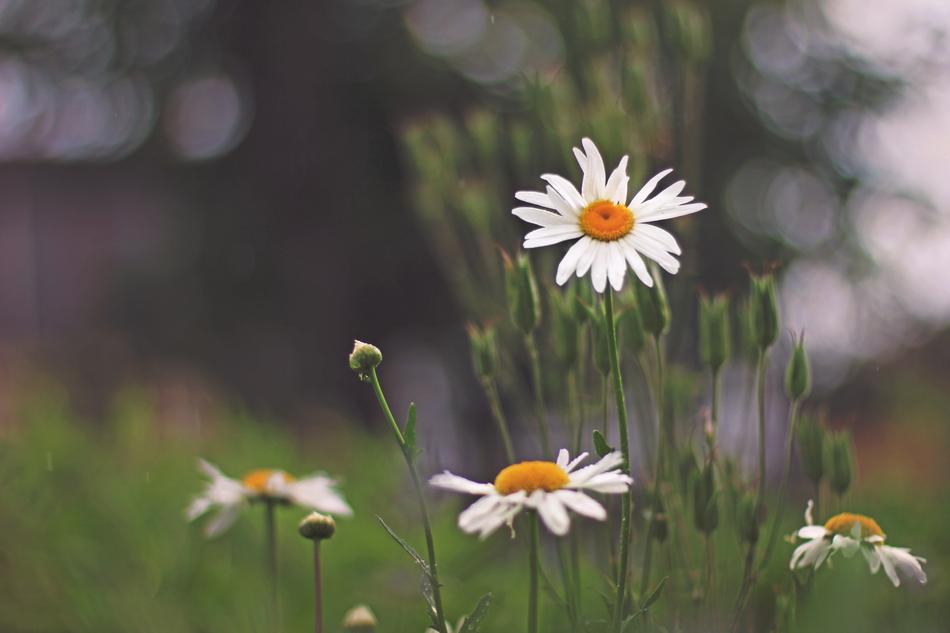 the little flowers on the stem are beautiful