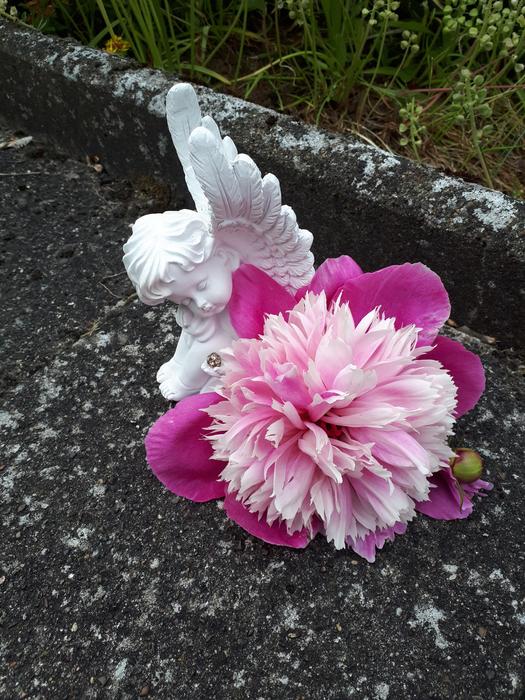 Angel Purple Flower on road