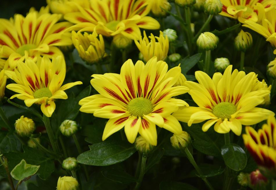 yellow flowers in the field garden beautiful landscape
