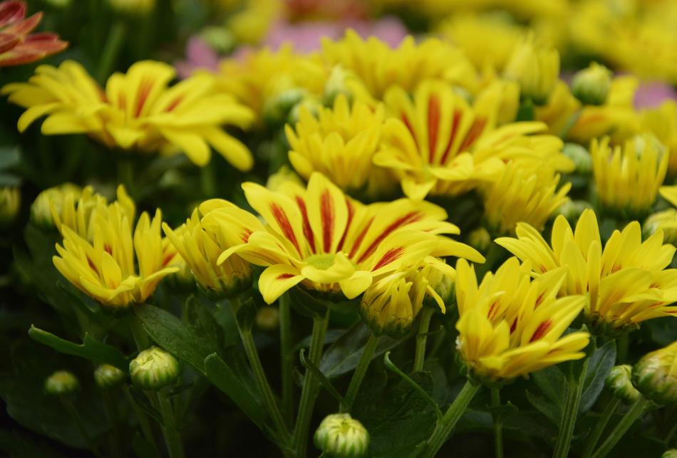 yellow wildflowers are beautiful