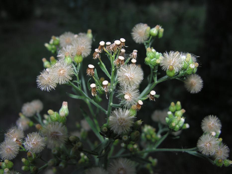 Green fluffy Flower Plants