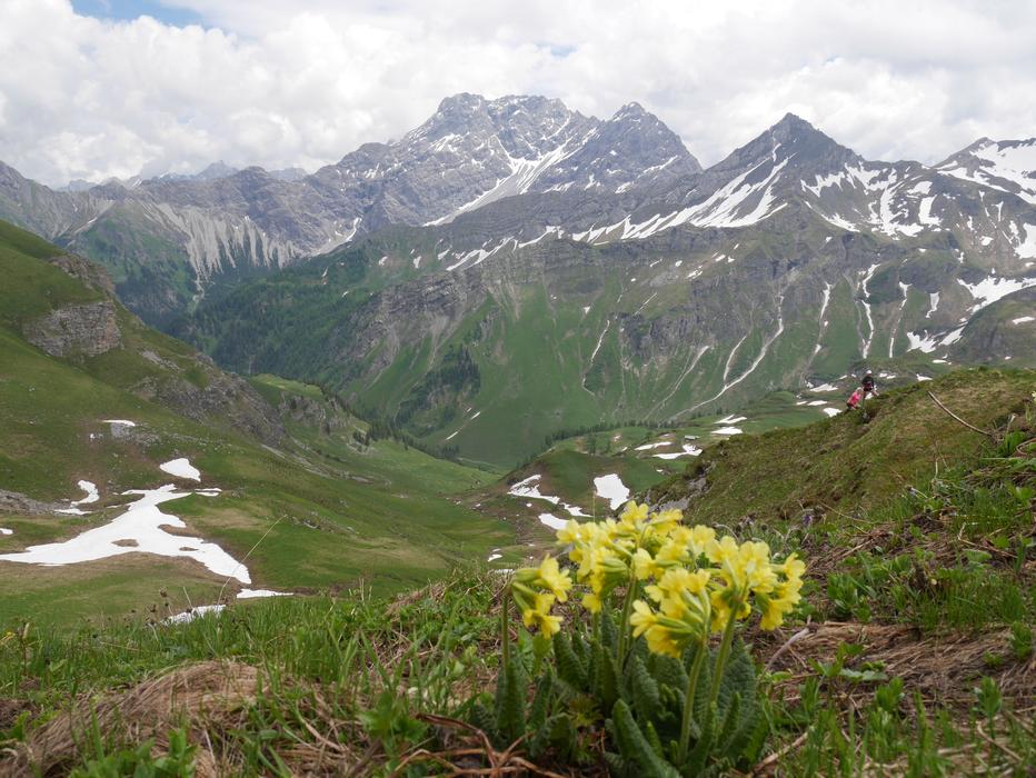 yellow flowers on the hill