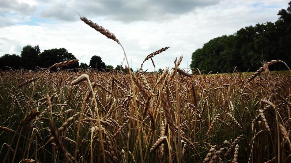 Field Close Up Cereals