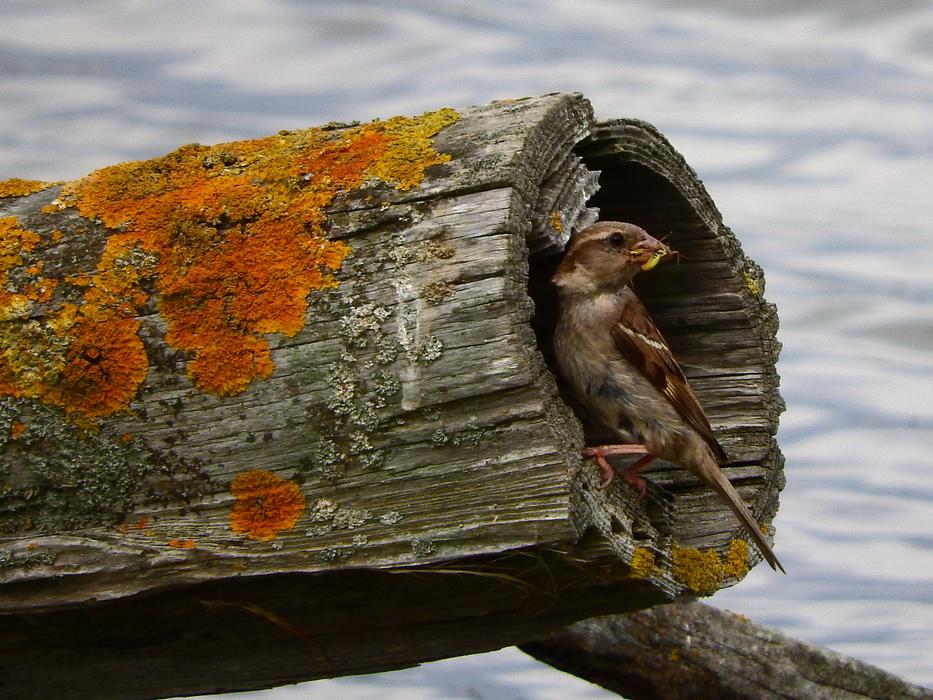 cute bird in a log