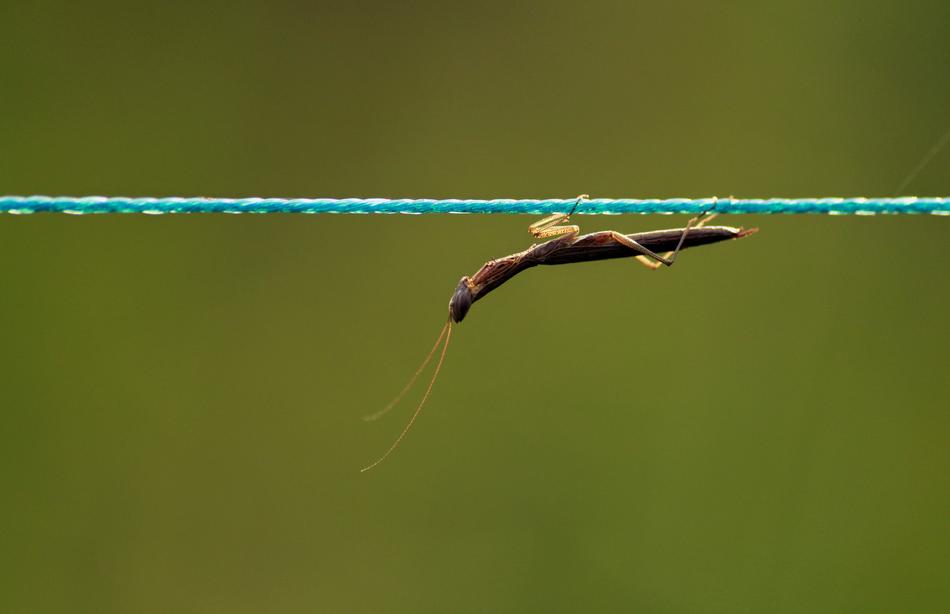 small Brown Mantis on rope at blur green background
