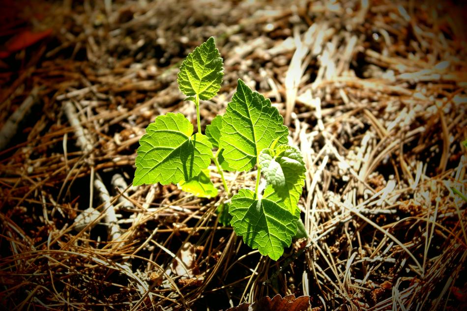 plants in sunlight