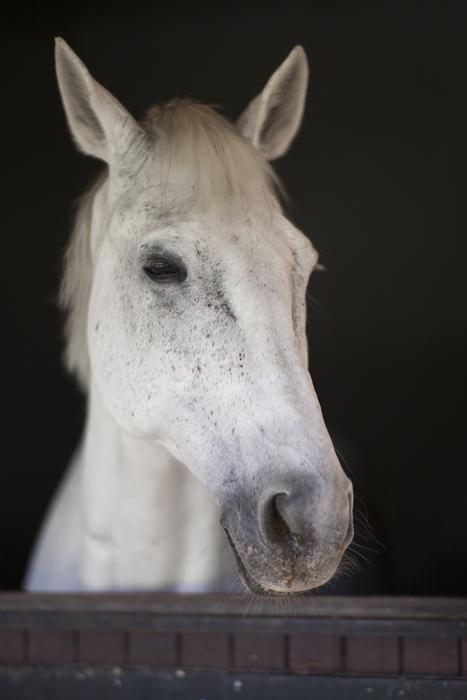Horse White Beautiful