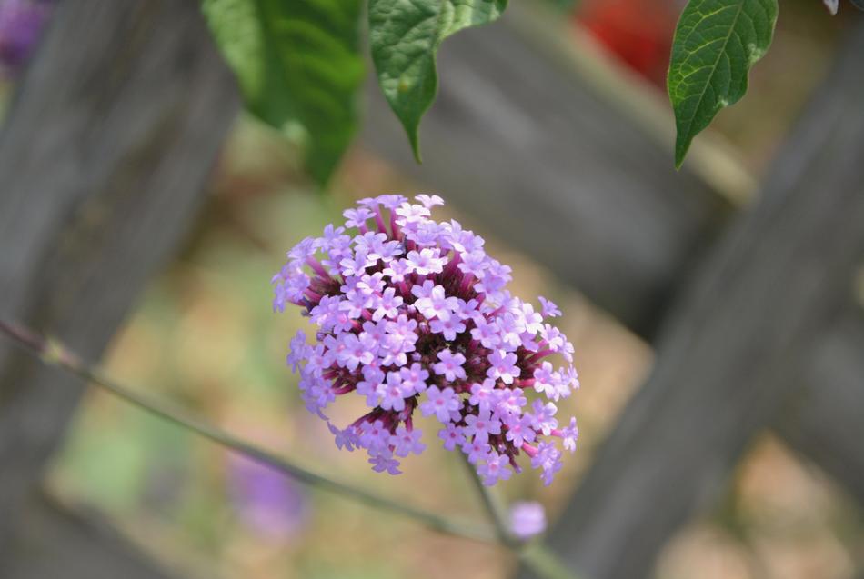 lilacs by the fence landscape