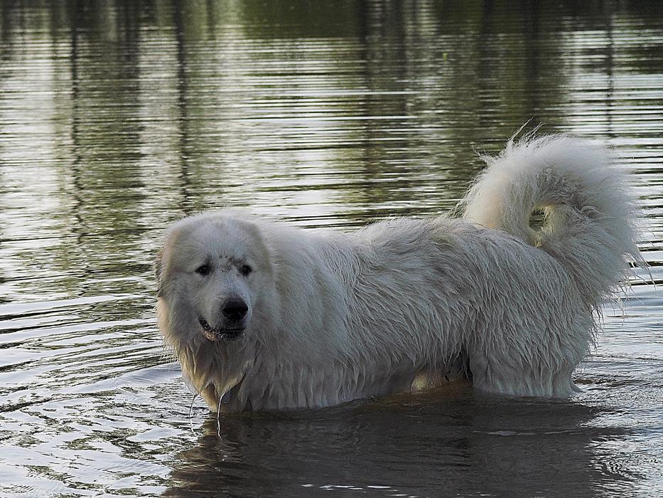 fluffy dog wet in the lake
