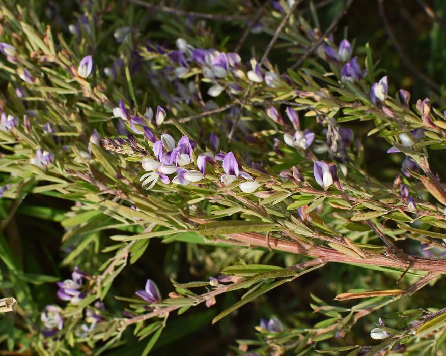 Wild Heather Wildflower