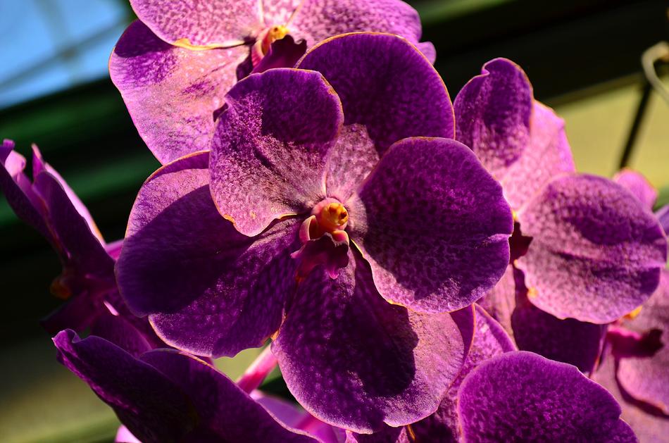 purple orchid bud flowers