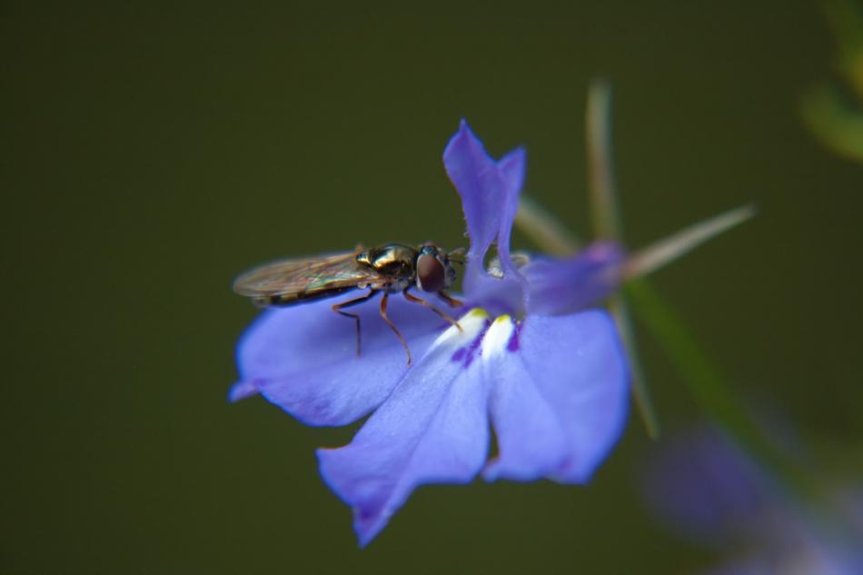 Flower Blue