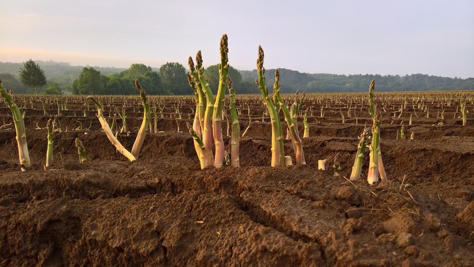 asparagus plant