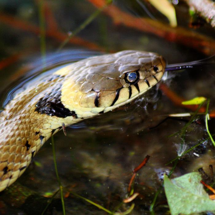 Snake Broads Norfolk