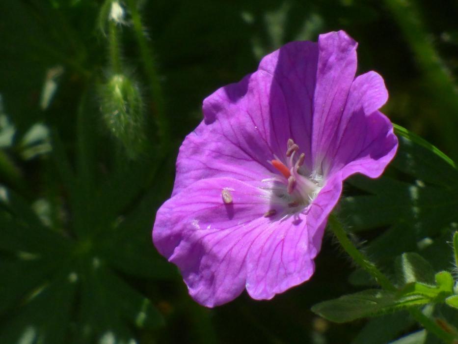 pink flower in green foliage