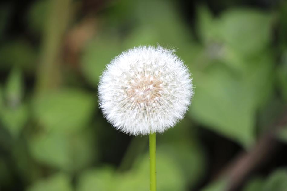 Resolution Detail Flower