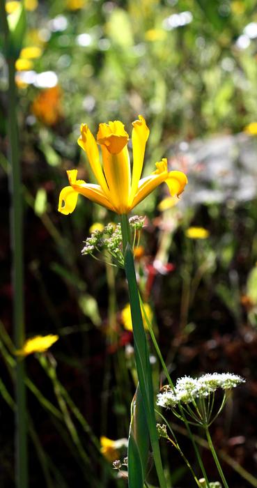 yellow flower on the stem