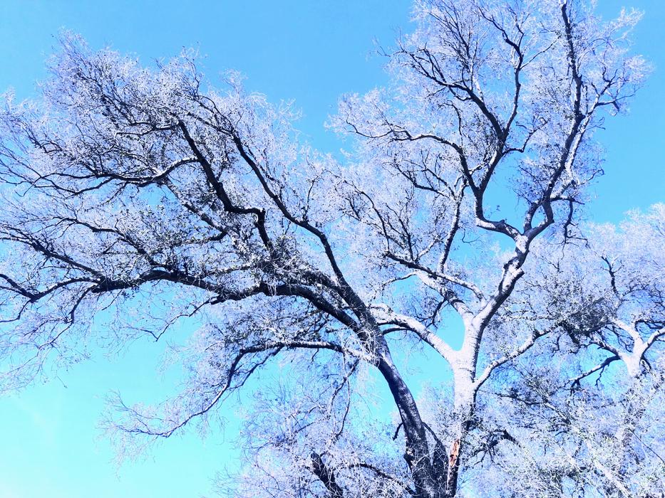 Blue frosty Tree