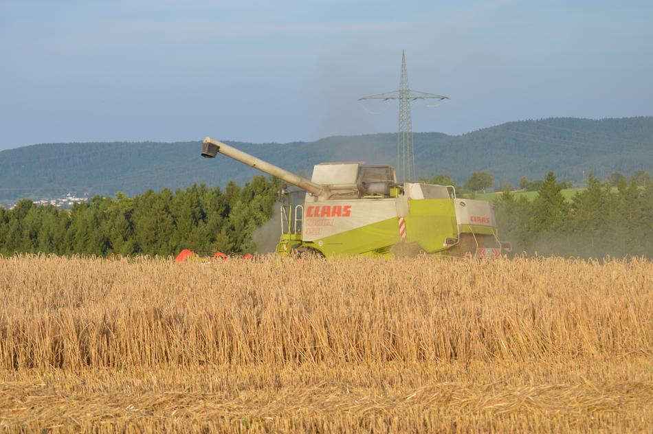 wheat farm field