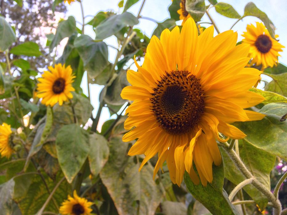 yellow sunflowers on the landscape field
