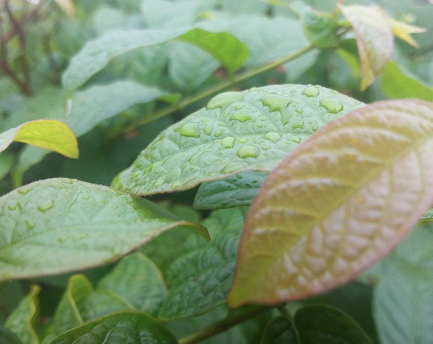 Green Leaves in garden Nature