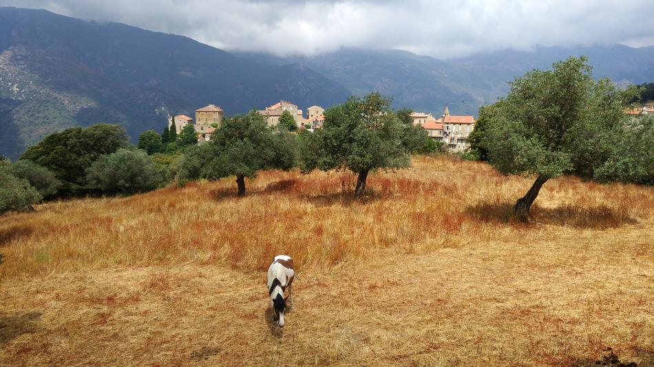 a man in a field of trees