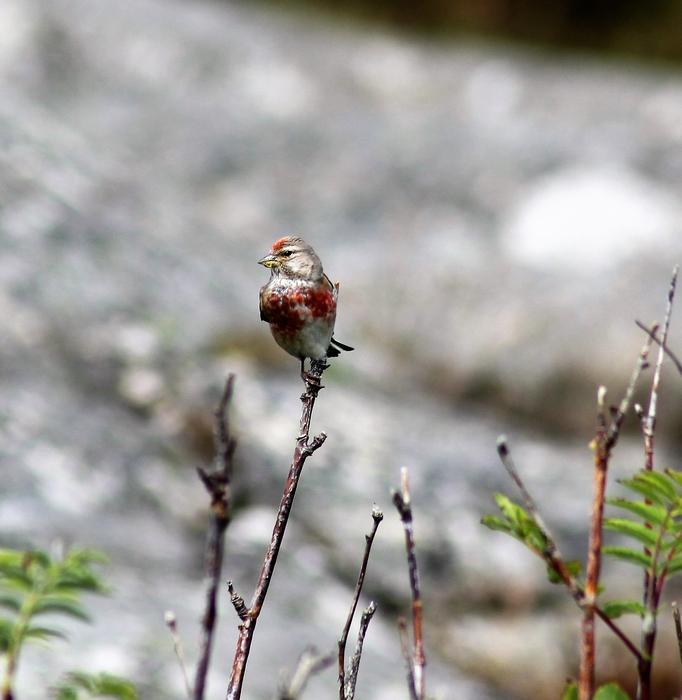 The West coast Little Bird Alone