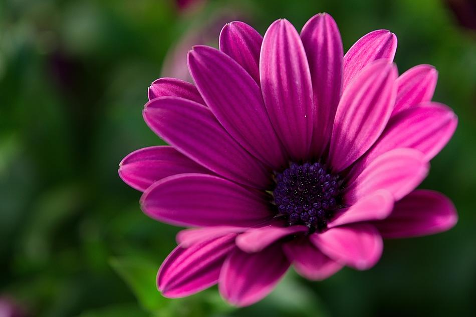 Flower Nature Flowers