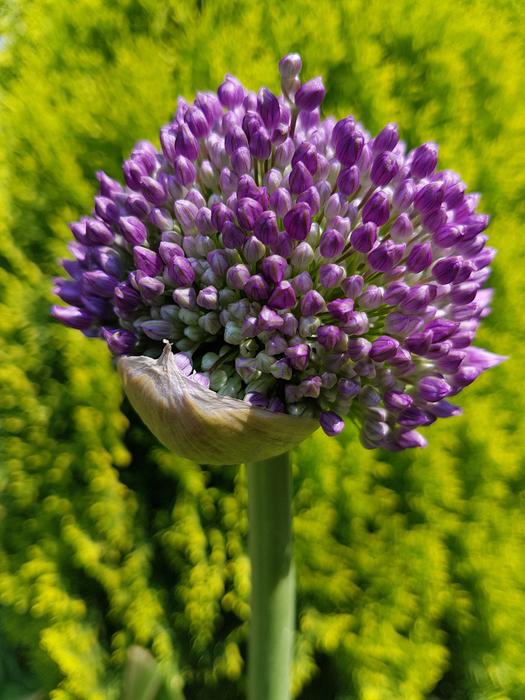 purple slug flower