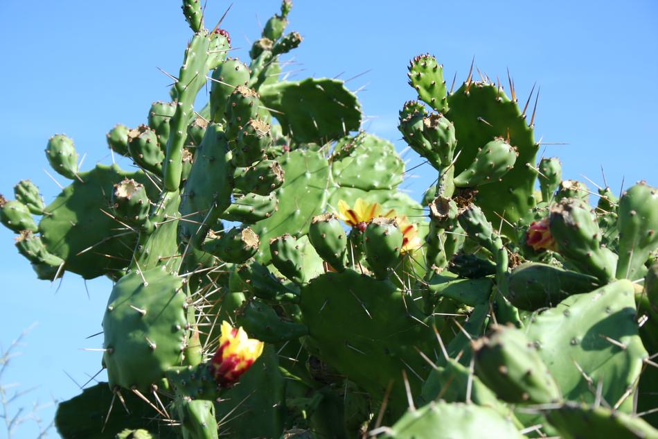 flowers on a brightly colored cactus