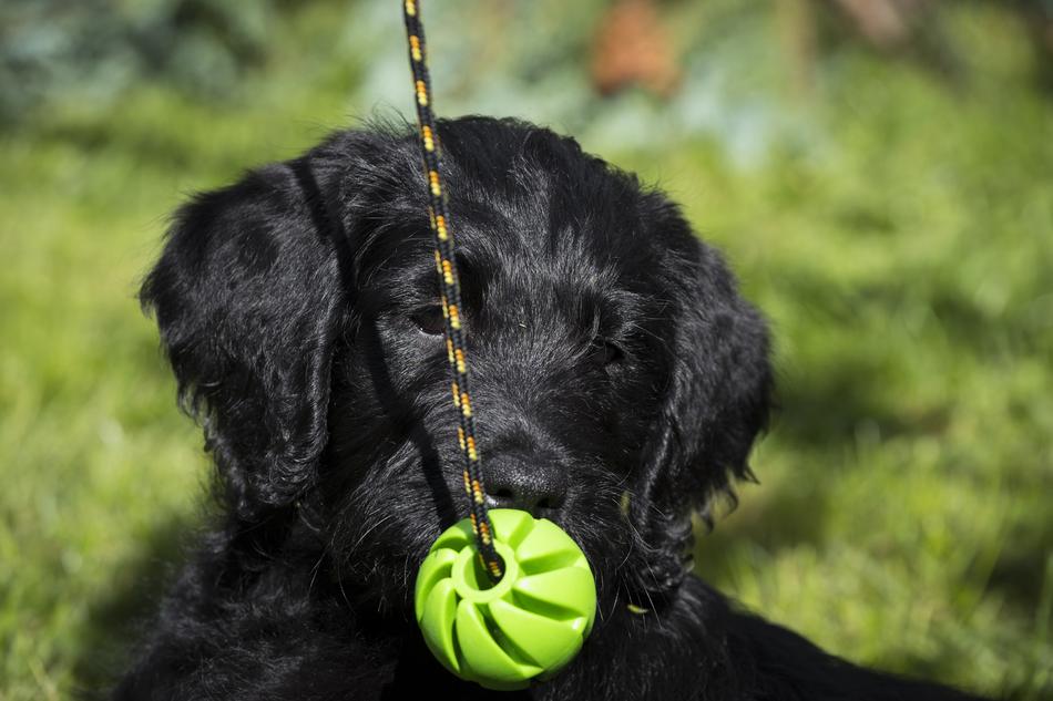 Labradoodle Labrador King Poodle