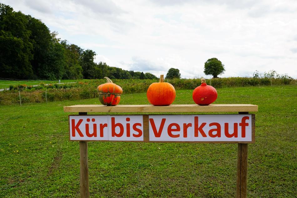 pumpkins on the sign