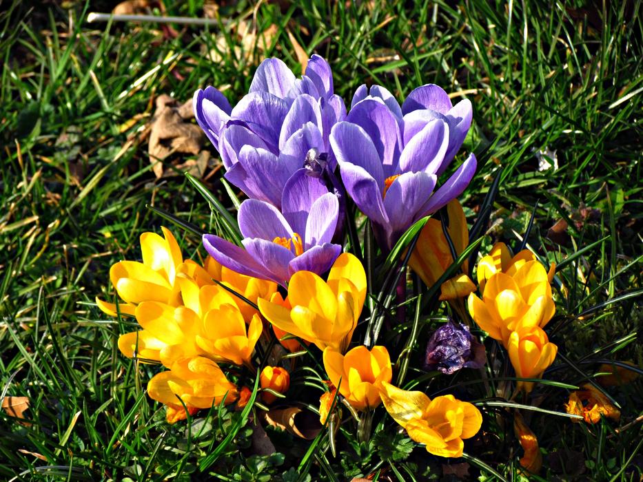 flowers are colored a lot of green