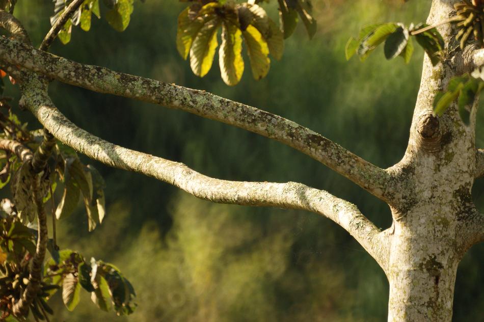 closeup photo of tree trunk at sunlight