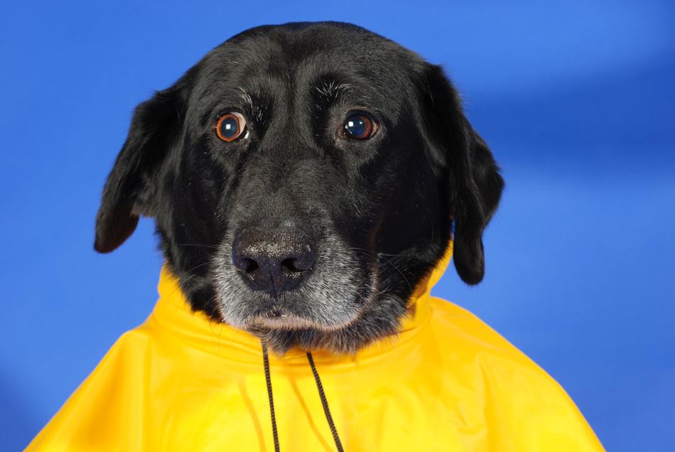 Dog In Raincoat Rain