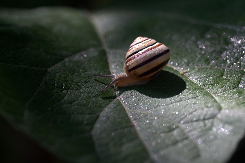 Snail Leaf Wet