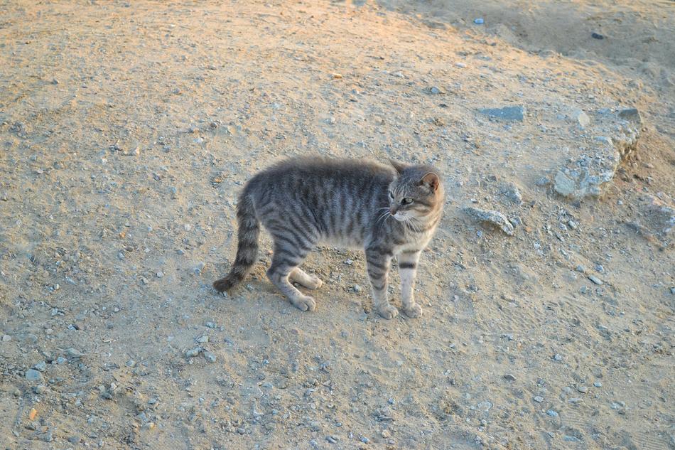 Feral Cat on sand ground