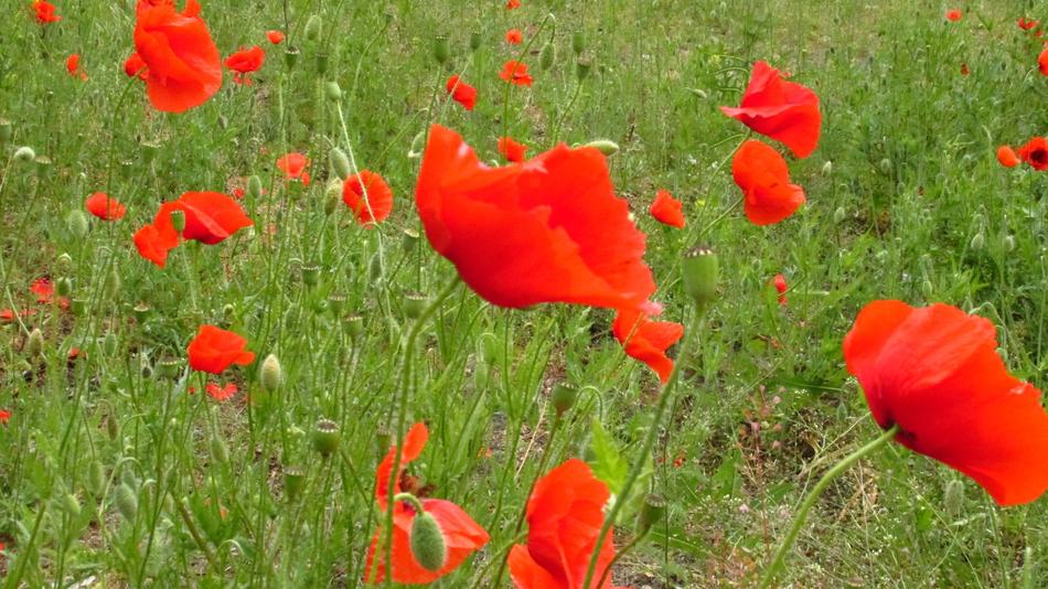 Natural Poppies