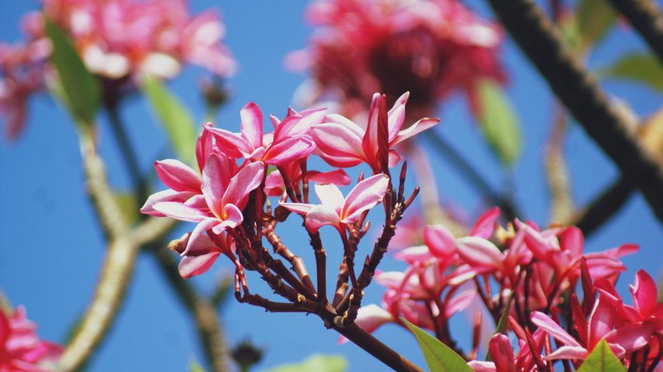 Pink Floral in Spring