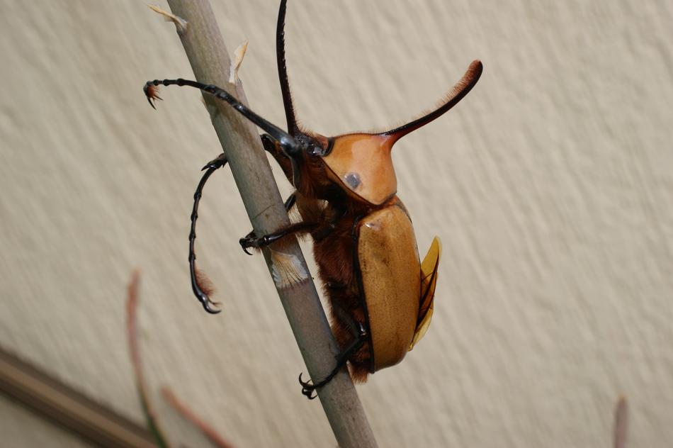 The Indian Insects