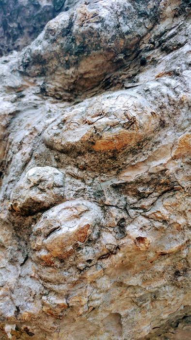 Background Lumber Bark