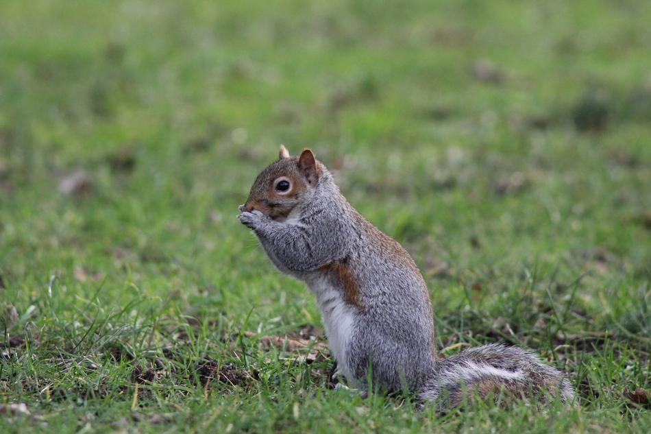 Squirrel in Nature Wildlife