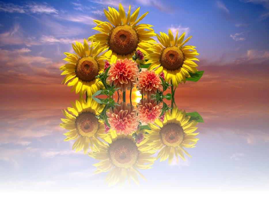 Dahlias Sunflower digital art