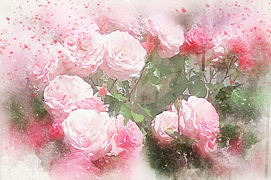 flowers pink white beautiful