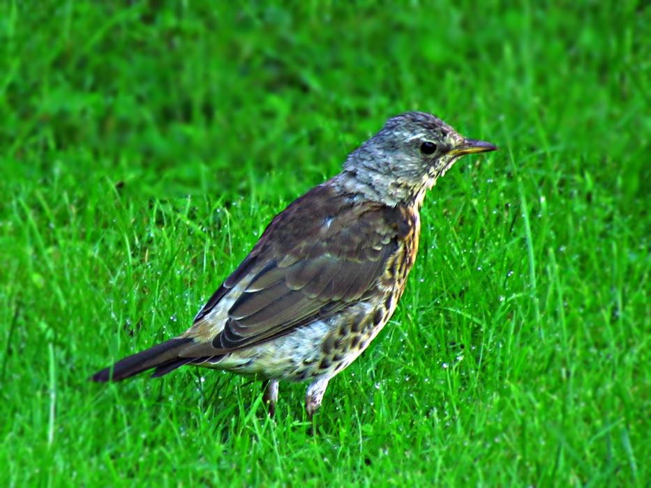 Bird Drozd Nature