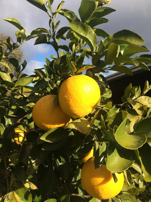 ripe oranges on a branch