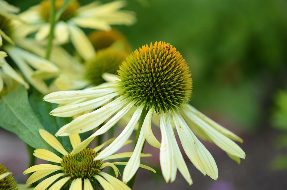 Flower in Nature in Spring