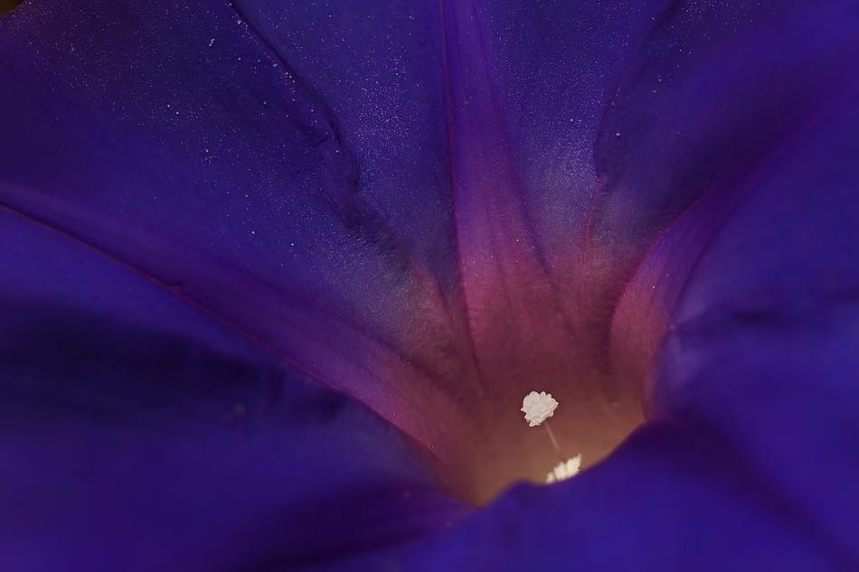 lovely flower landscape background