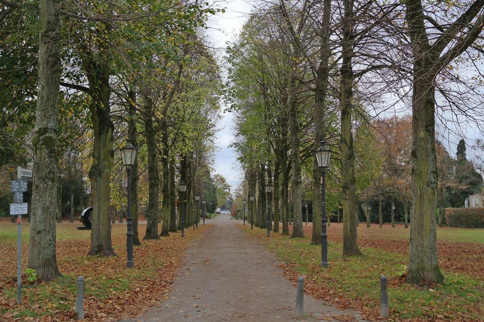 trees in the park in the moss