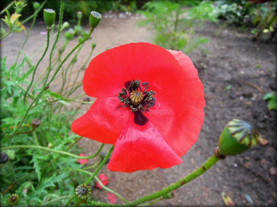 red poppy with green grass landscape